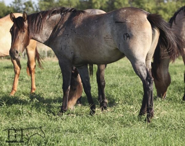 Miss Bee Bee's 2016 Filly